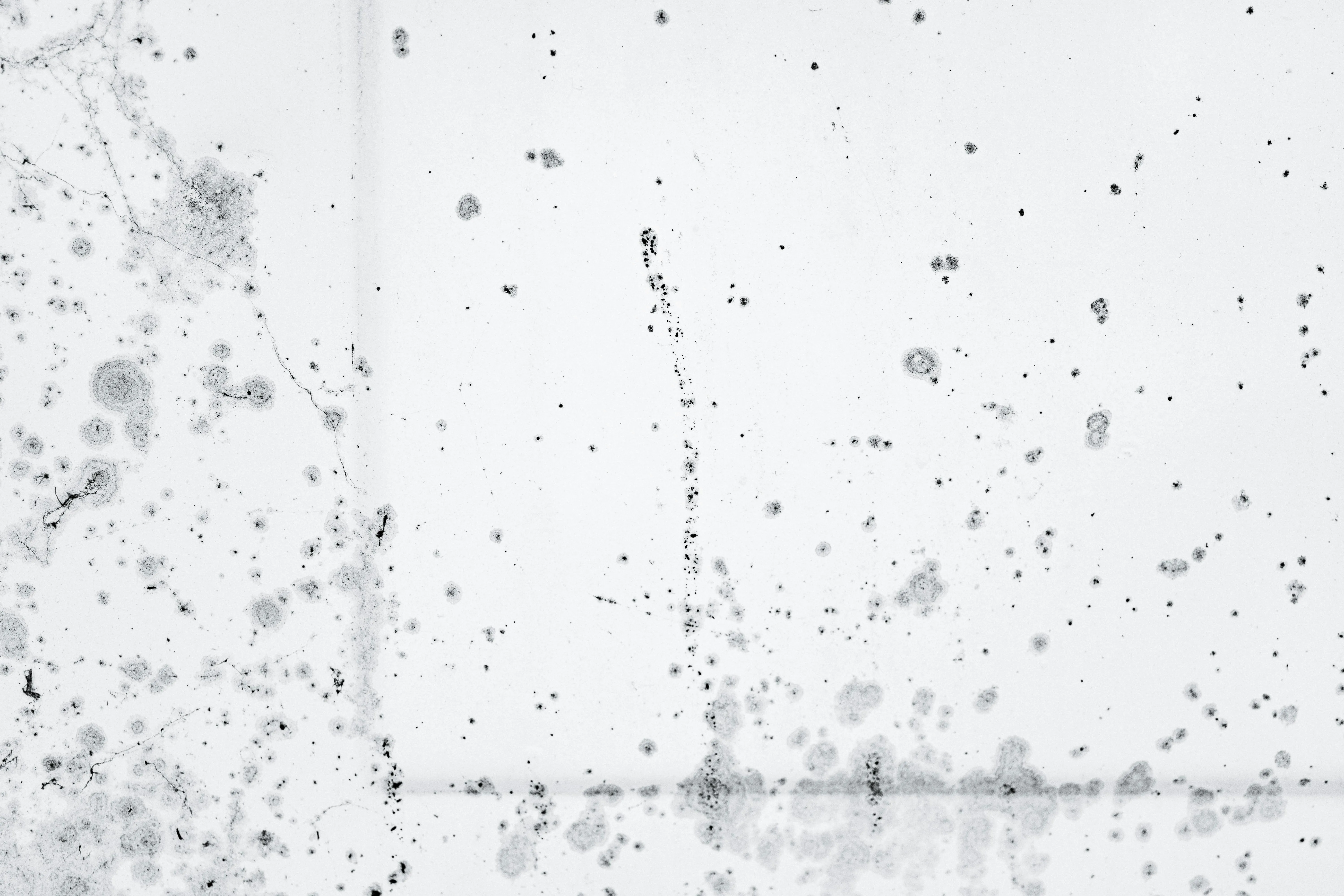 pexels-thepaintedsquare-18063447 Black Mold on White Tile